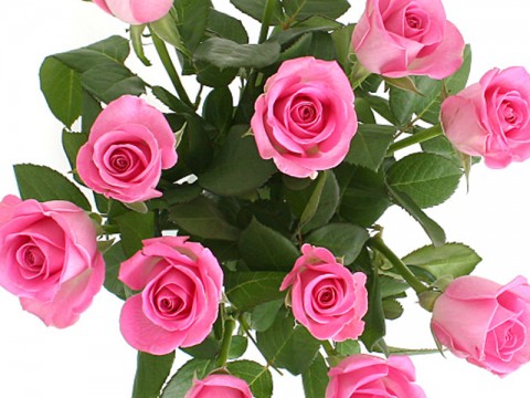 15 trandafiri roz